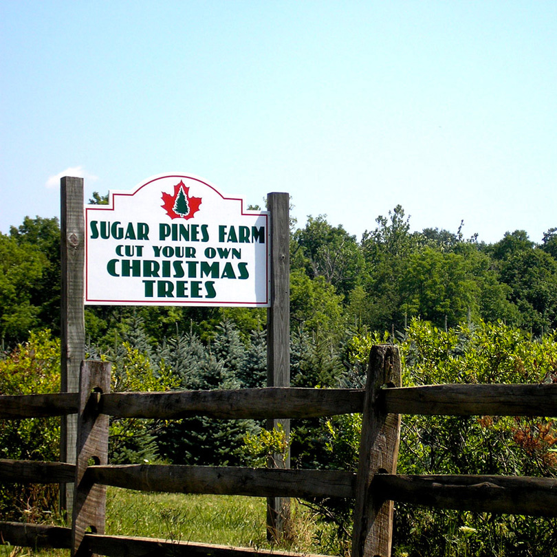 New Christmas Tree Growers Benefit from Others’ Experience