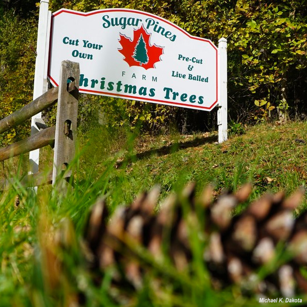 Find out what this Ohio Christmas tree farm does the other 11 months out of the year