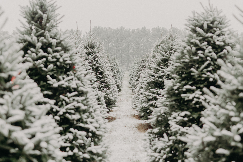 Christmas Trees and Giving Back at Sugar Pines Farm